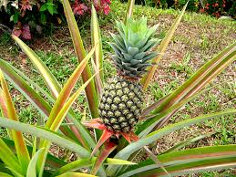 La bromélaïne broméline une enzyme extraite de la tige d’ananas traitement naturel du cancer 