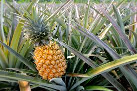 La bromélaïne broméline traitement anti-cancer naturel extrait de la tige d’ananas