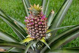 La bromélaïne broméline une enzyme extraite de la tige d’ananas traitement naturel du cancer